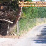 albero