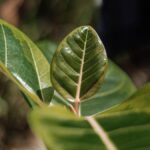 green leaf in close up photography